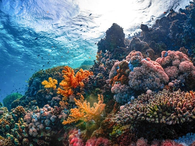 Récif corallien coloré, comme à la Réserve Cousteau